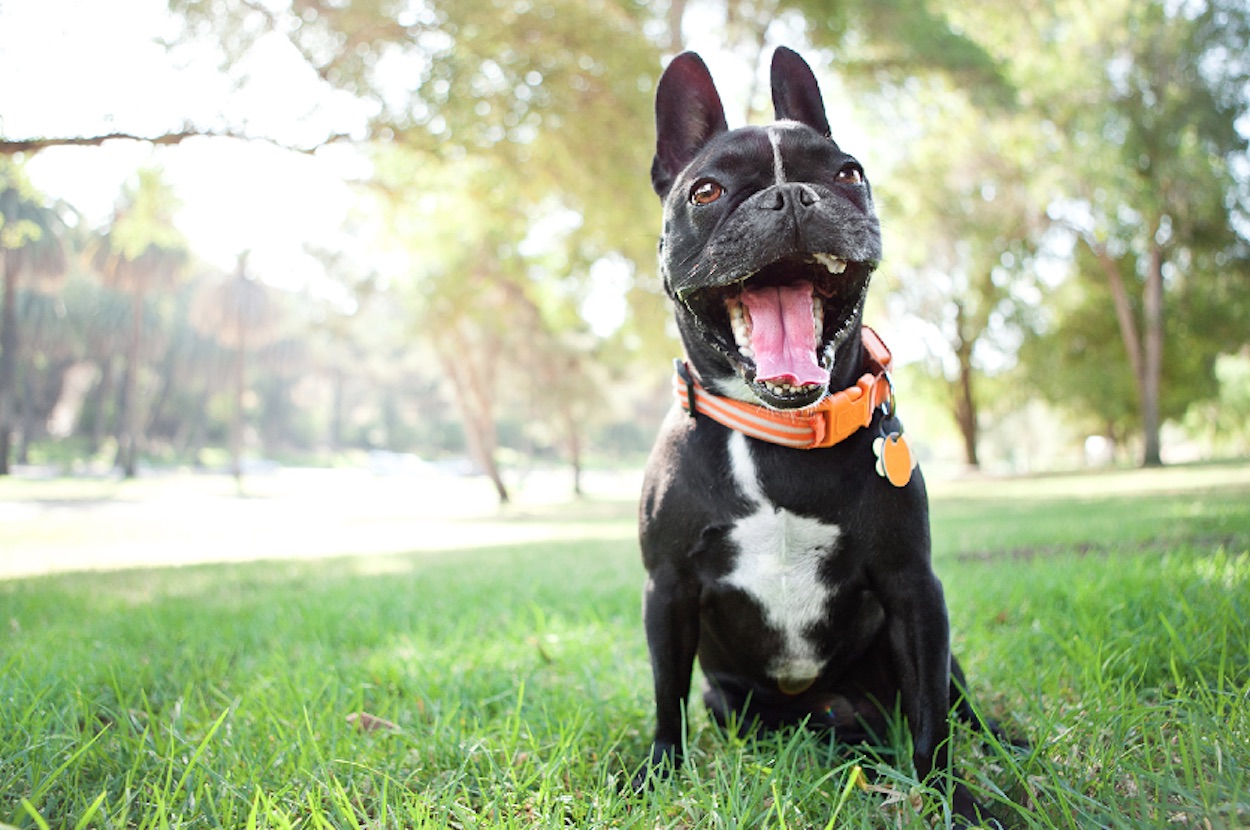 foto bull dog