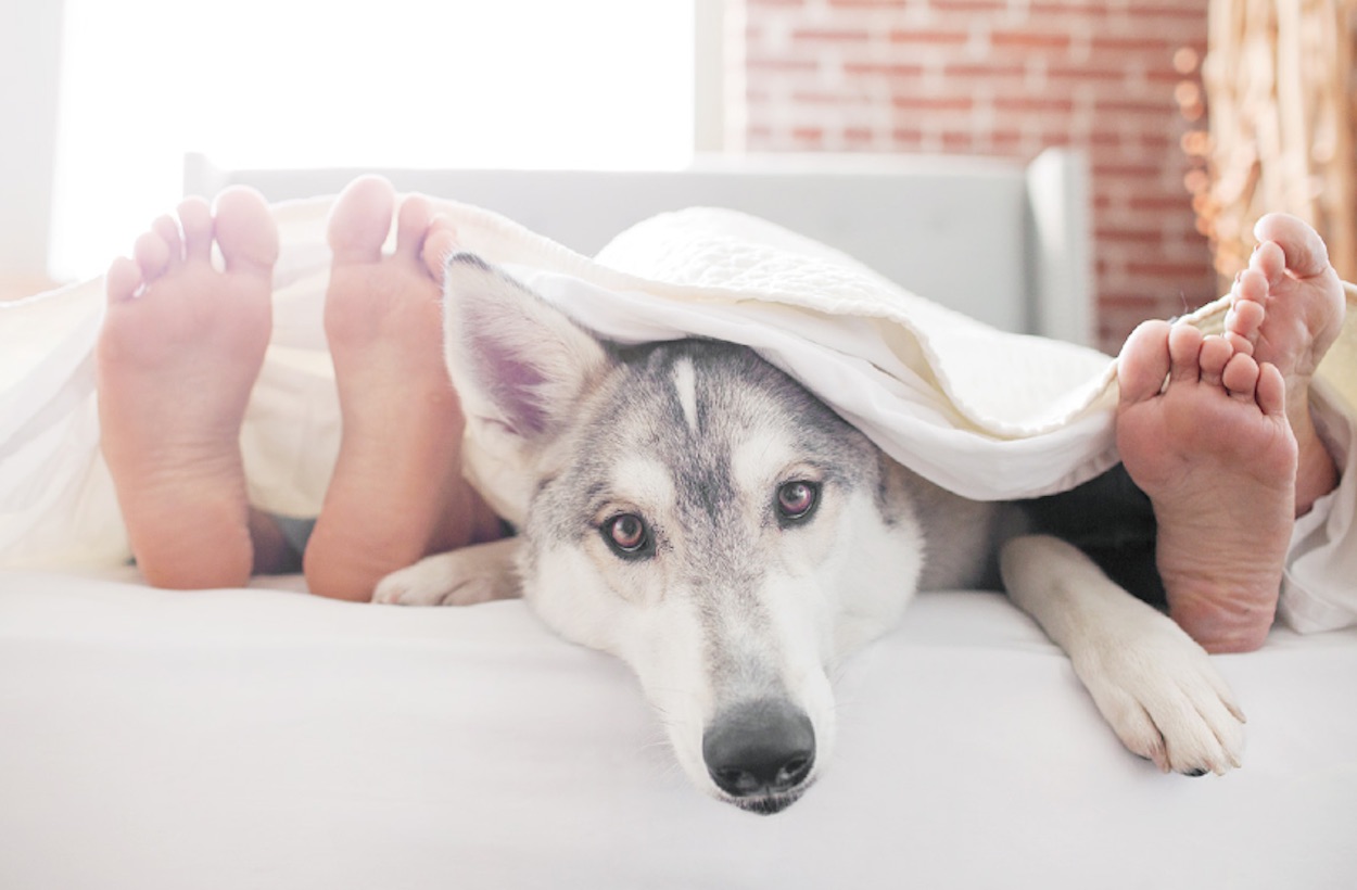 Siberian husky