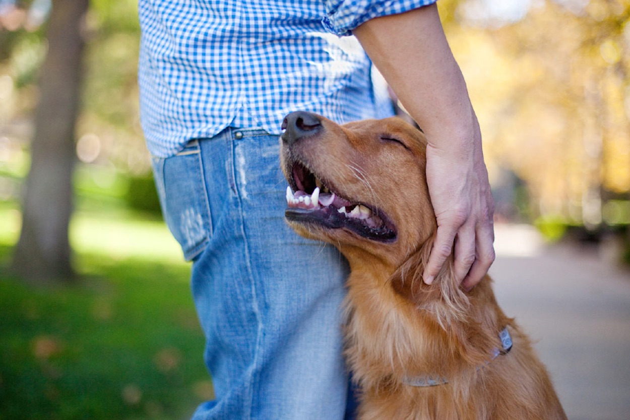foto belle cani