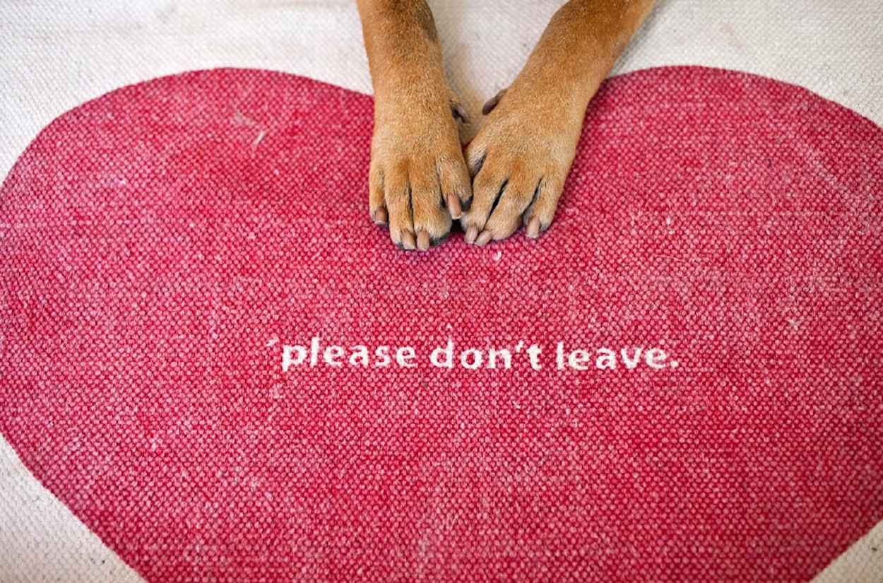 foto simpatiche cani
