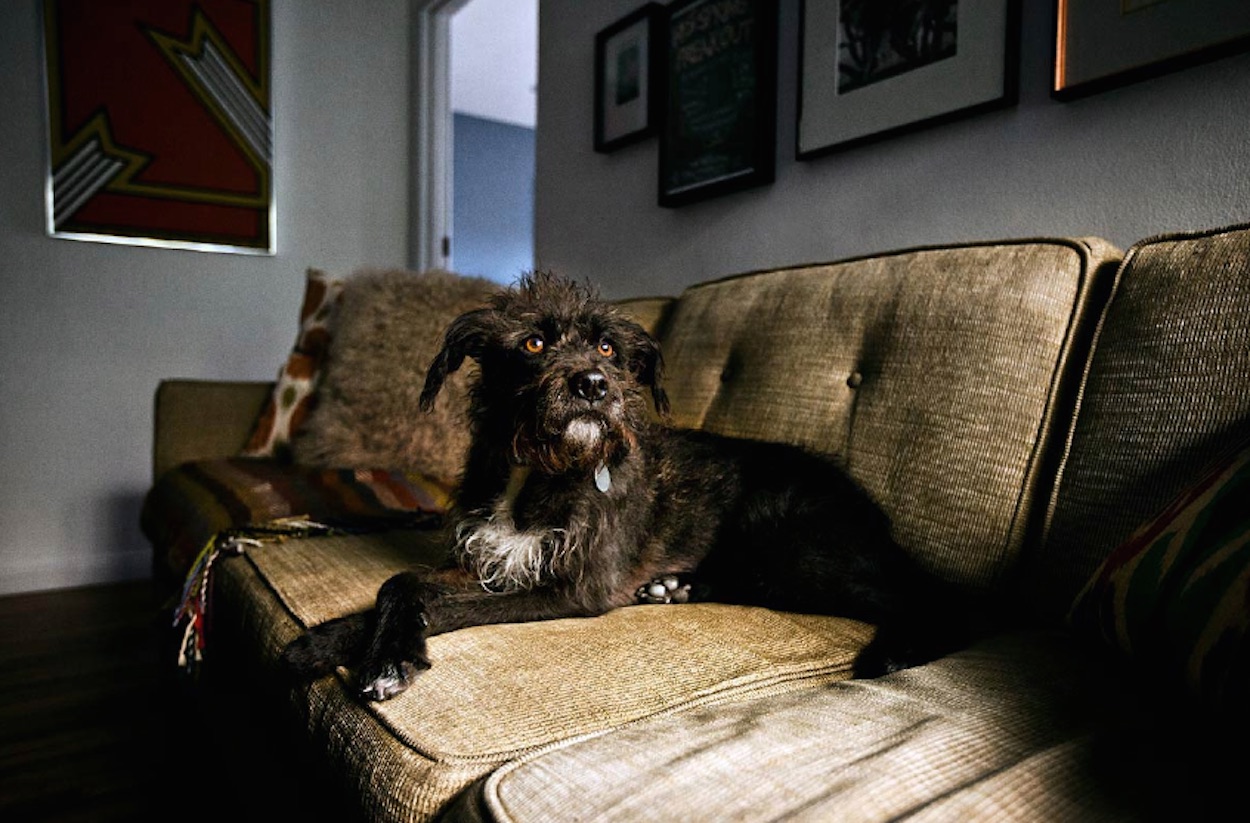 foto bull dog