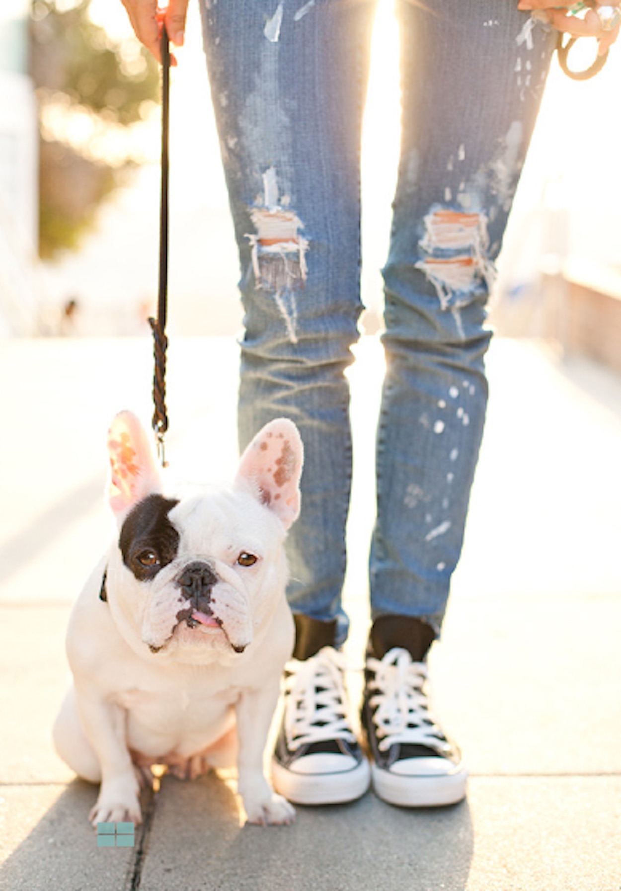 foto bull dog