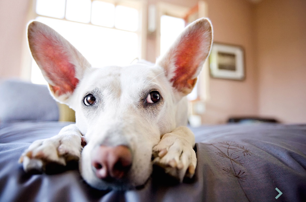 foto bull terrier