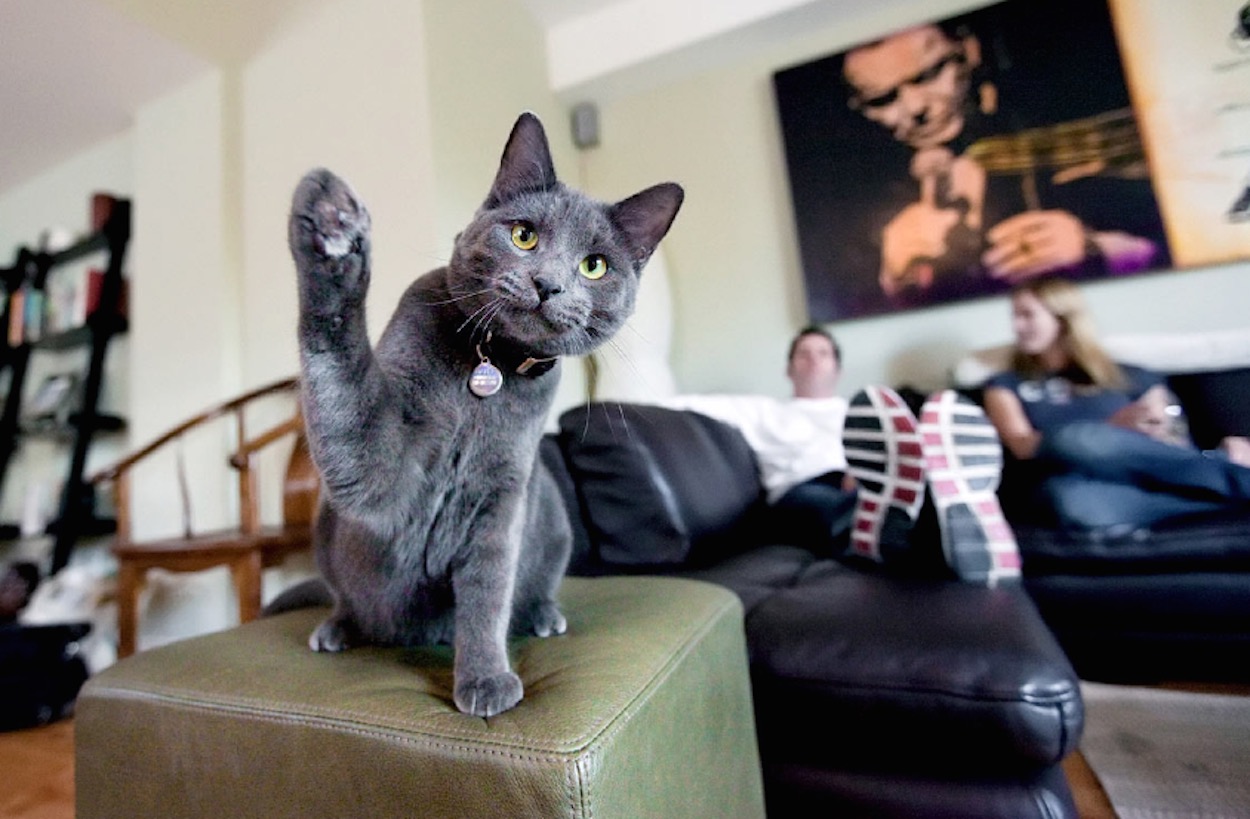 foto gatti belle